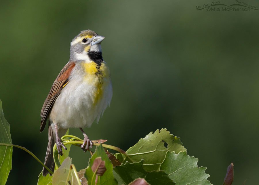 Perky male Dicksissel at Sequoyah National Wildlife Refuge, Oklahoma