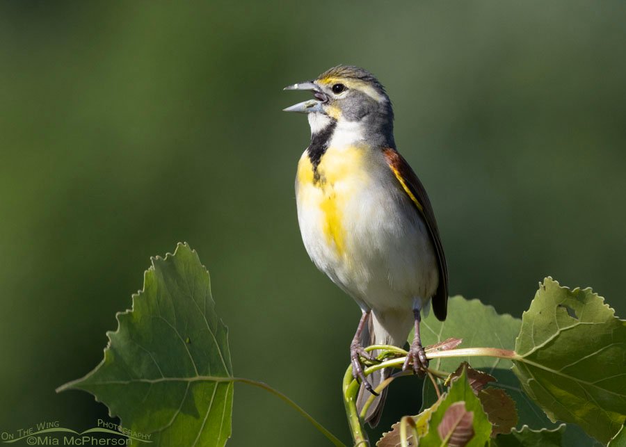 Spring male Dickcissel in Oklahoma, Sequoyah National Wildlife Refuge