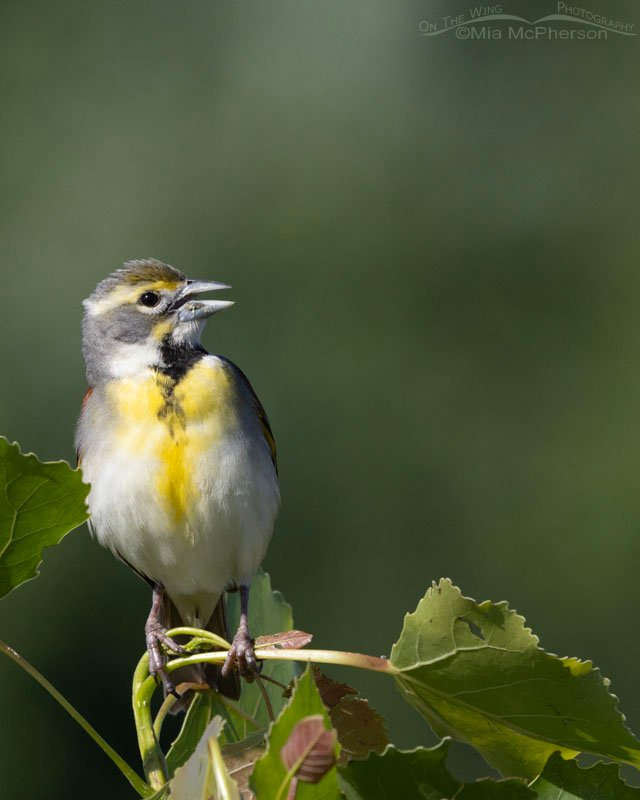 Handsome male Dickcissel singing in spring, Sequoyah National Wildlife Refuge, Oklahoma