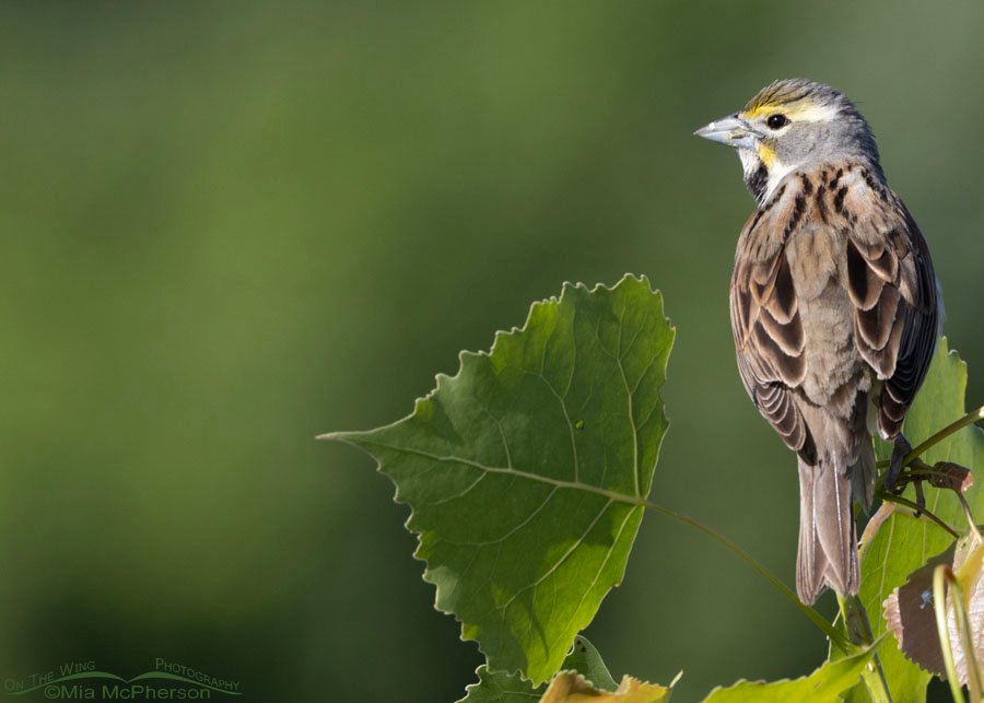 Adult male Dickcissel back view, Sequoyah National Wildlife Refuge, Oklahoma