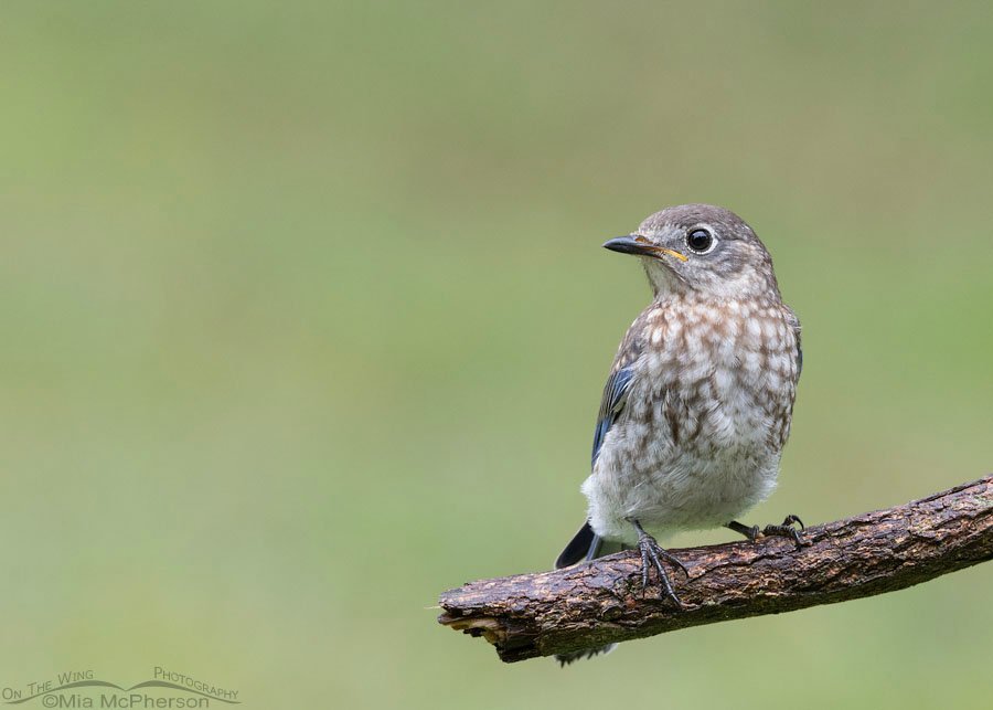 Young Eastern Bluebird in Arkansas, Sebastian County