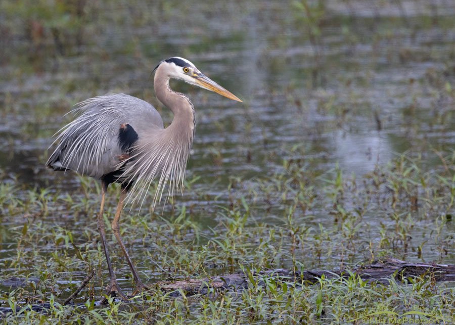 Great Blue Heron foraging in Miner's Cove, Sequoyah National Wildlife Refuge, Oklahoma