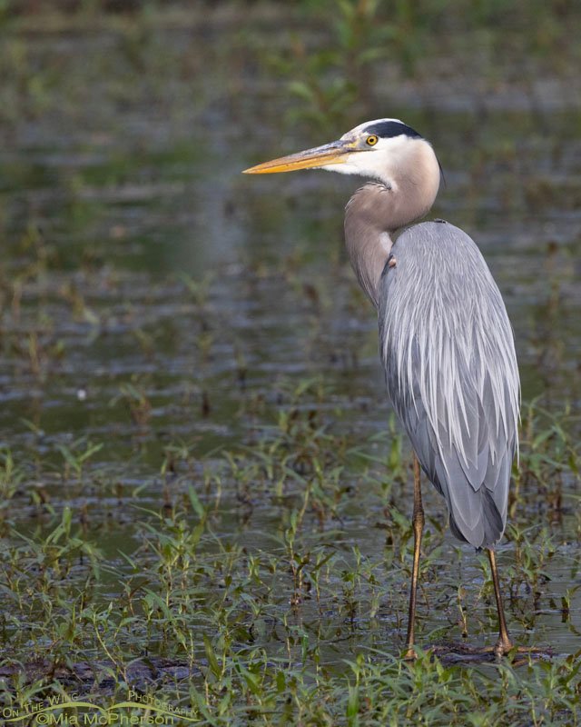 Resting Great Blue Heron at Sequoyah National Wildlife Refuge, Oklahoma