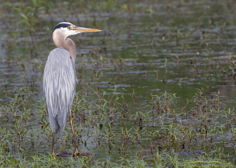 Great Blue Heron in repose at Miner's Cove, Sequoyah National Wildlife Refuge, Oklahoma