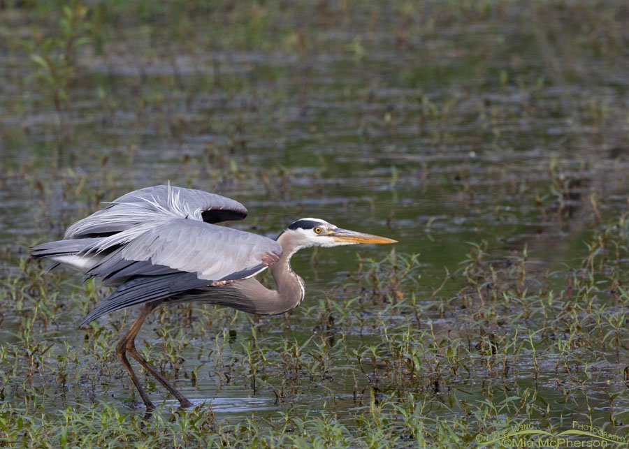 Adult Great Blue Heron lifting off from Miner's Cove, Sequoyah National Wildlife Refuge, Oklahoma