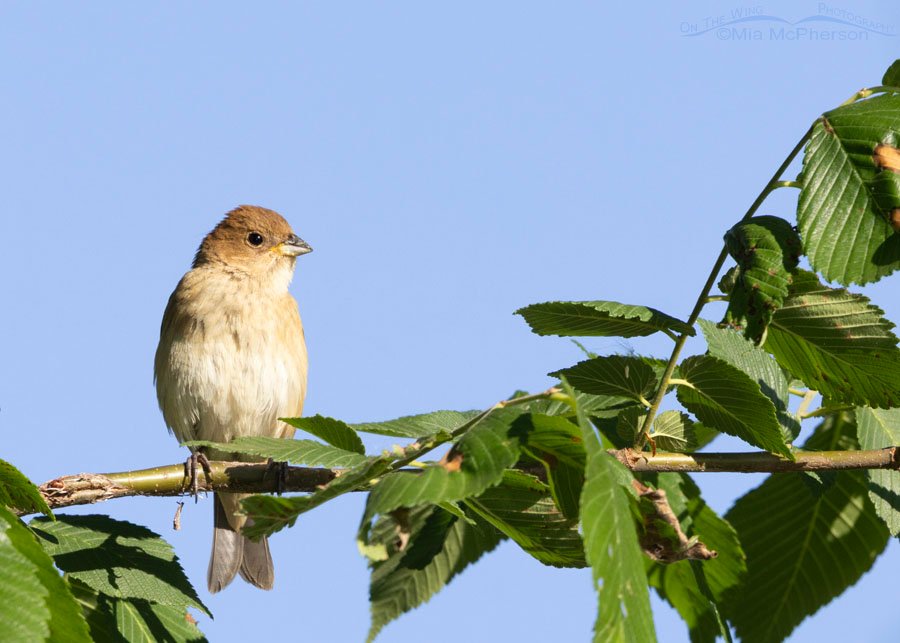 Adult female Indigo Bunting at Sequoyah National Wildlife Refuge, Oklahoma