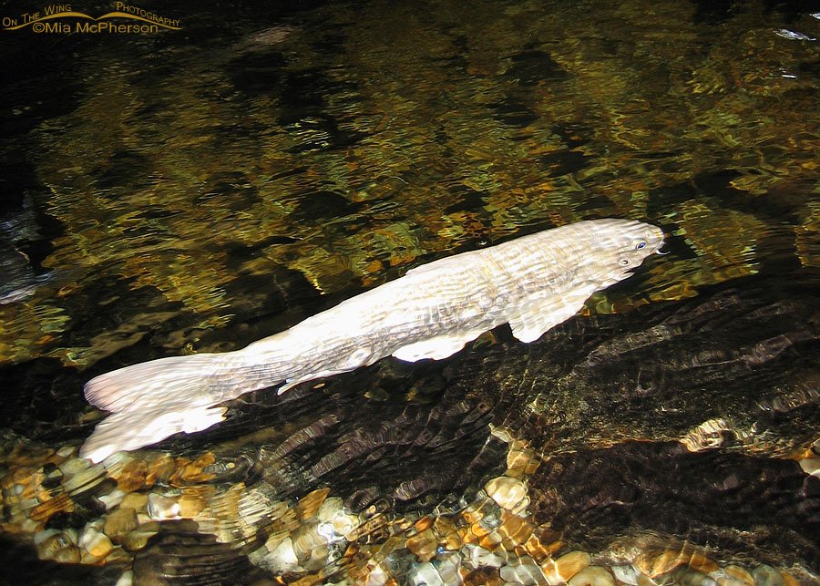 Koi swimming in a pond at the Florida Botanical Gardens