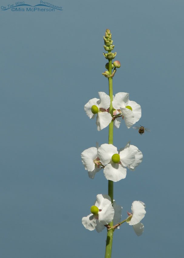 Lance-leaf Arrowhead and a Honey Bee, Lake Carillon, Pinellas County, Florida