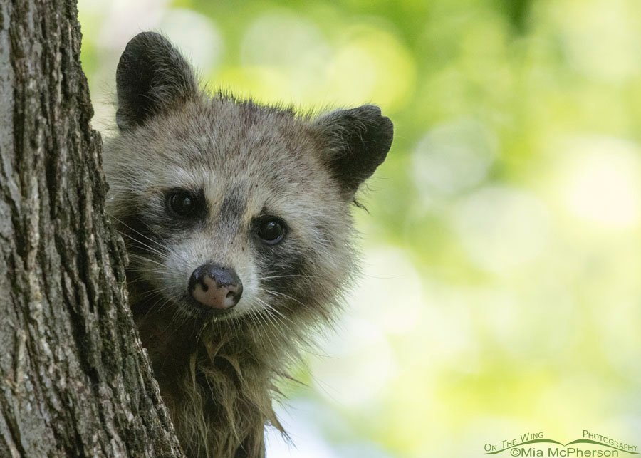 Pale young Raccoon at Sequoyah National Wildlife Refuge, Oklahoma