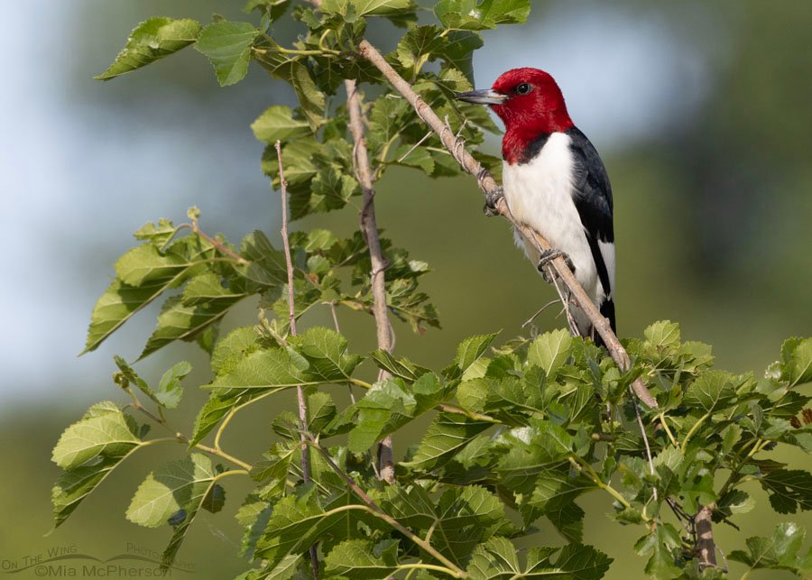 Red-headed Woodpecker in a mulberry, Sequoyah National Wildlife Refuge, Oklahoma