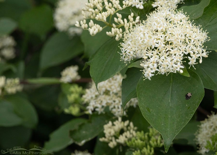 Roughleaf Dogwood in bloom with insect eggs on a leaf, Sequoyah National Wildlife Refuge, Oklahoma