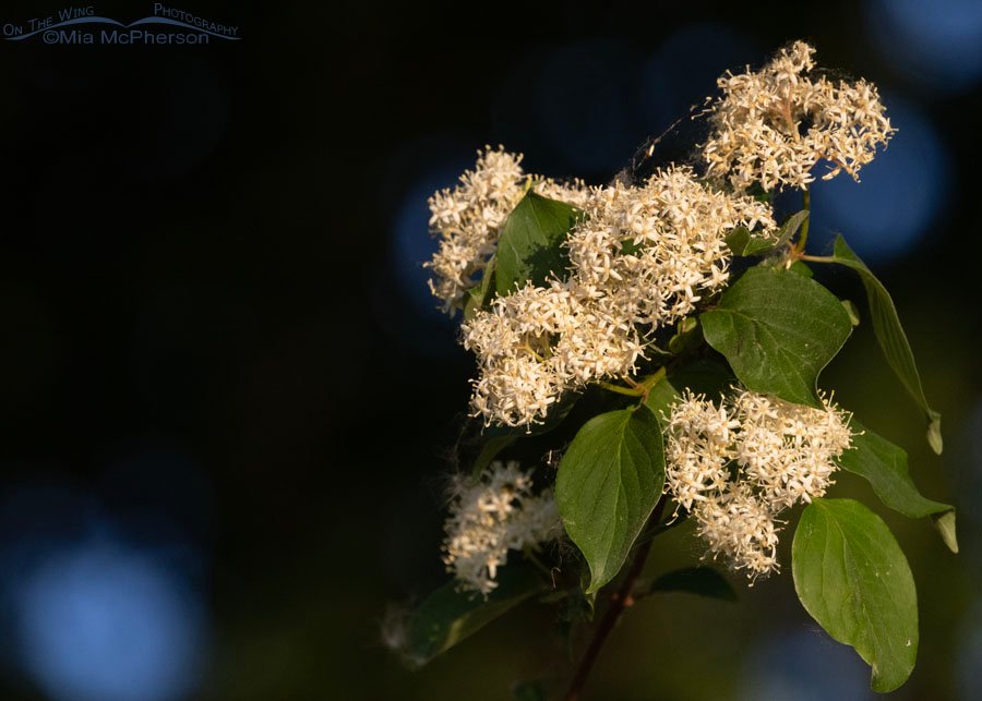 Flowering Roughleaf Dogwood at the edge of a forest, Sequoyah National Wildlife Refuge, Oklahoma