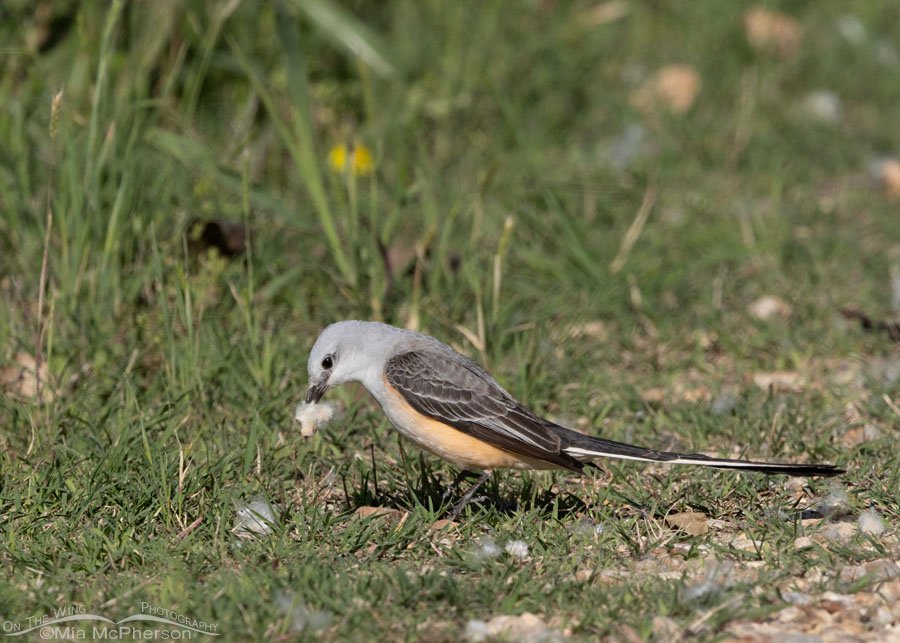 Adult Scissor-tailed Flycatcher with nesting material at Sequoyah National Wildlife Refuge, Oklahoma