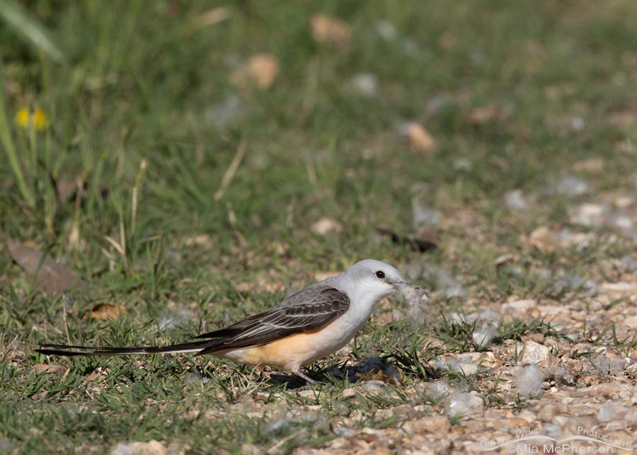 Roadside Scissor-tailed Flycatcher picking up nesting material, Sequoyah National Wildlife Refuge, Oklahoma