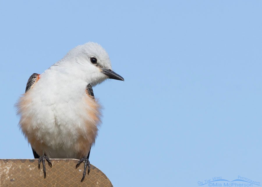 Scissor-tailed Flycatcher close up in spring, Sequoyah National Wildlife Refuge, Oklahoma