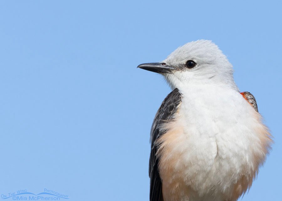 Spring Scissor-tailed Flycatcher portrait, Sequoyah National Wildlife Refuge, Oklahoma