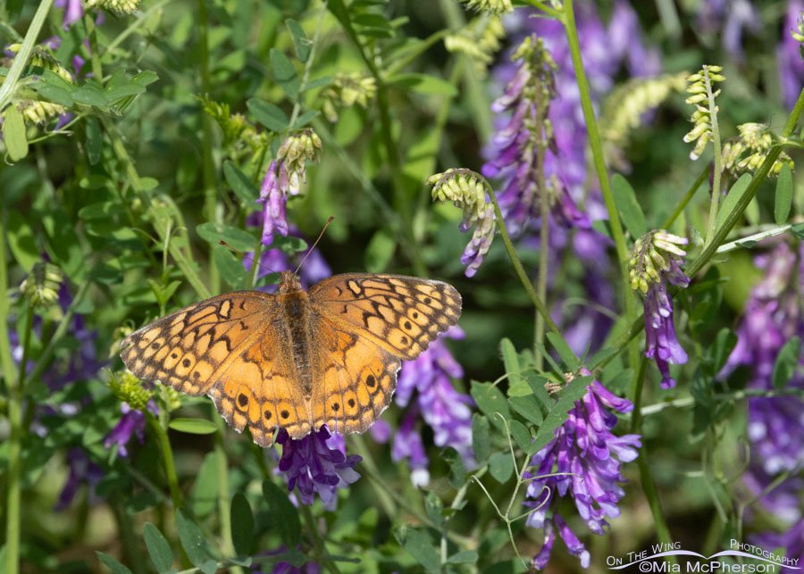 Variegated Fritillary butterfly nectaring on blooming vetch, Sequoyah National Wildlife Refuge, Oklahoma