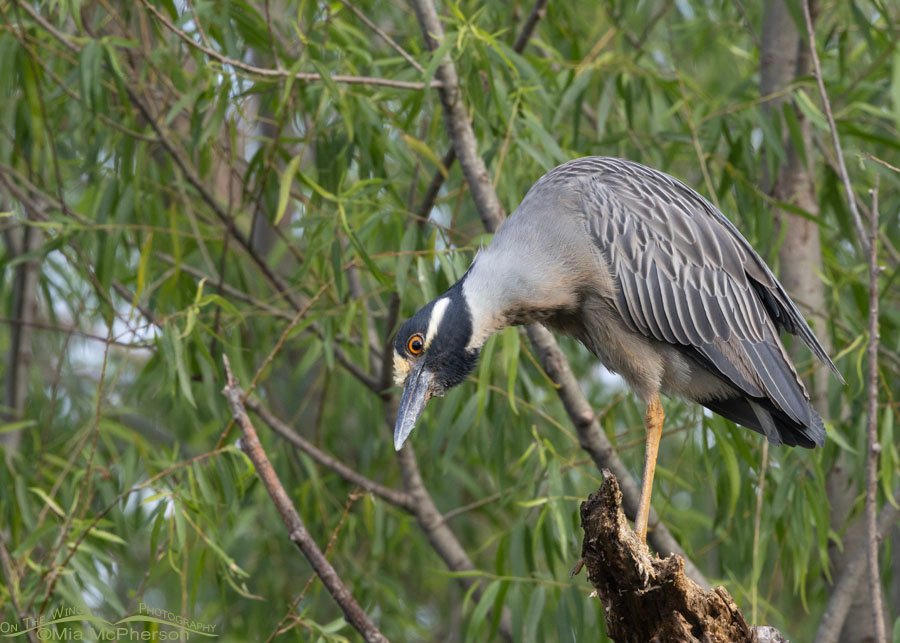 Adult Yellow-crowned Night Heron looking for prey in Oklahoma, Sequoyah National Wildlife Refuge
