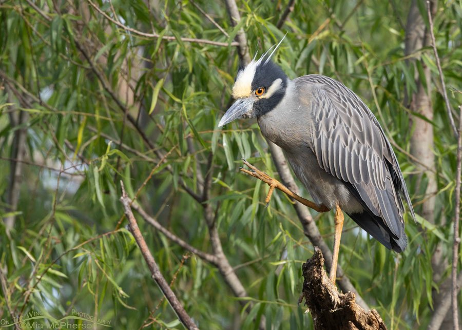 Yellow-crowned Night Heron preening in an old willow tree, Sequoyah National Wildlife Refuge, Oklahoma
