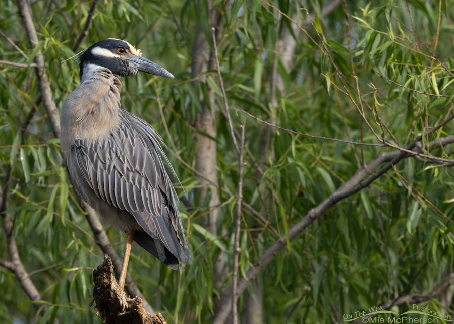 Yellow-crowned Night Heron in a willow over Miner's Cove, Sequoyah National Wildlife Refuge, Oklahoma