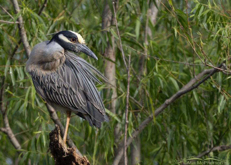 Preening Yellow-crowned Night Heron at Sequoyah National Wildlife Refuge, Oklahoma