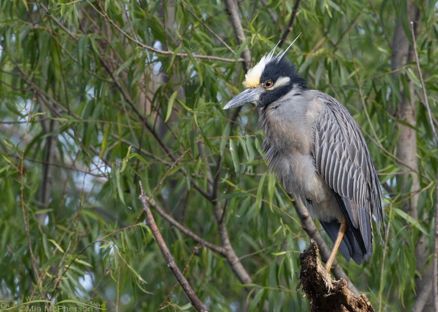 Fluffed up Yellow-crowned Night Heron at Miner's Cove, Sequoyah National Wildlife Refuge, Oklahoma