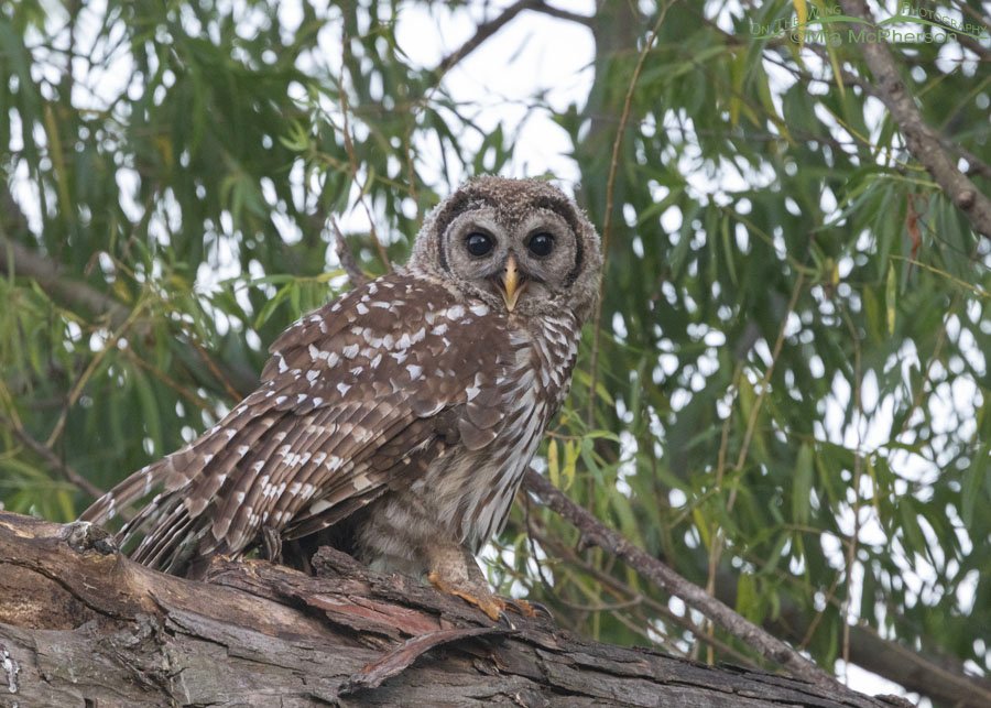 Young Barred Owl calling at Sequoyah National Wildlife Refuge, Oklahoma