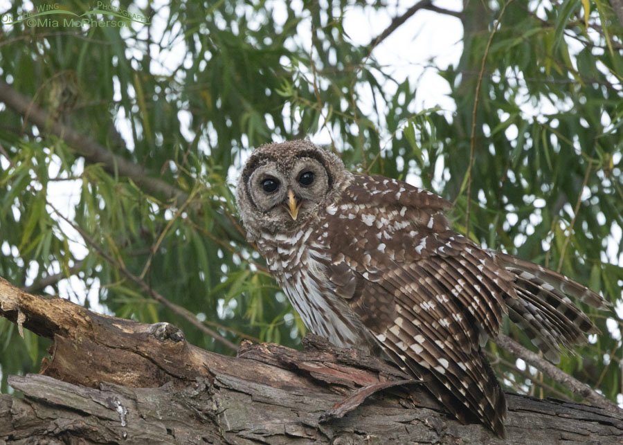 Barred Owl chick calling from a willow tree, Sequoyah National Wildlife Refuge, Oklahoma