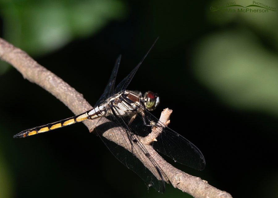 Resting female Slaty Skimmer dragonfly at Sequoyah National Wildlife Refuge, Oklahoma