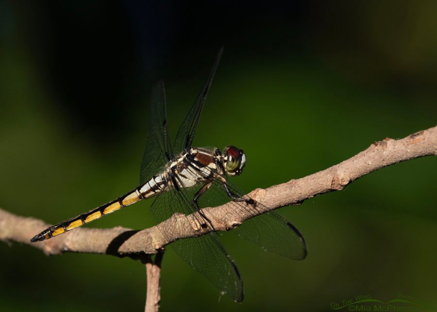 Slaty Skimmer dragonfly female perched on a vine in Oklahoma, Sequoyah National Wildlife Refuge