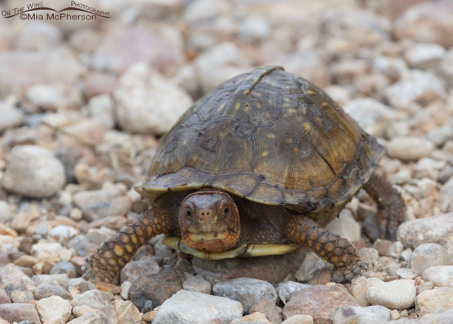 Young Three-toed Box Turtle at Sequoyah National Wildlife Refuge, Oklahoma
