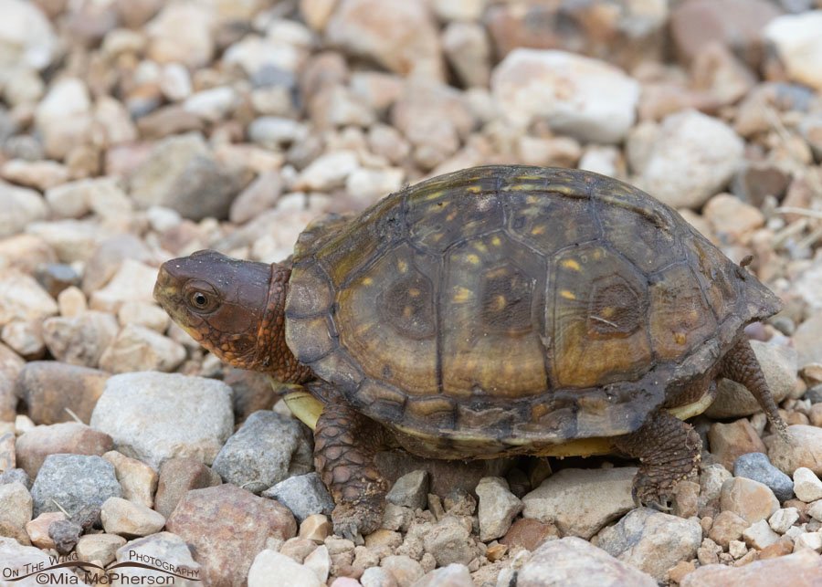 Side view of a young Three-toed Box Turtle in Oklahoma, Sequoyah National Wildlife Refuge
