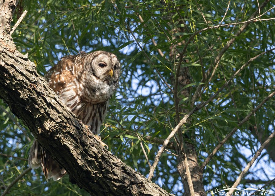 Calling adult Barred Owl in dappled light at Sequoyah National Wildlife Refuge, Oklahoma