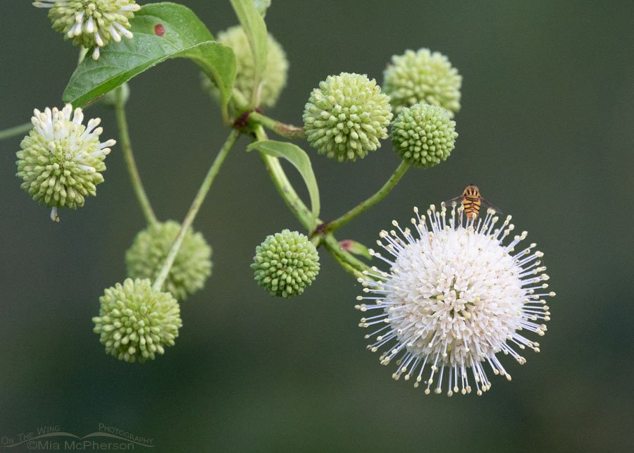 Blooming Buttonbush with a hover fly at Sequoyah National Wildlife Refuge, Oklahoma
