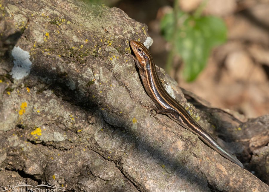 Common Five-lined Skink on a tree root at Sequoyah National Wildlife Refuge, Oklahoma