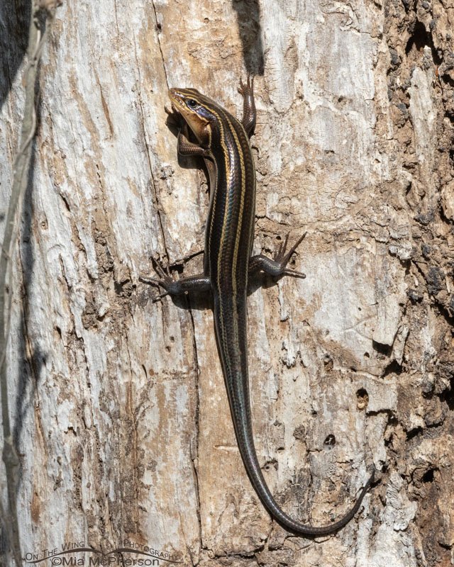 Common Five-lined Skink climbing a dead tree in Oklahoma, Sequoyah National Wildlife Refuge