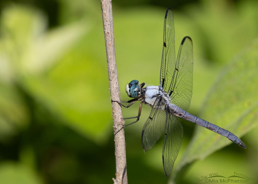 Male Great Blue Skimmer perched on a vine in Oklahoma, Sequoyah National Wildlife Refuge