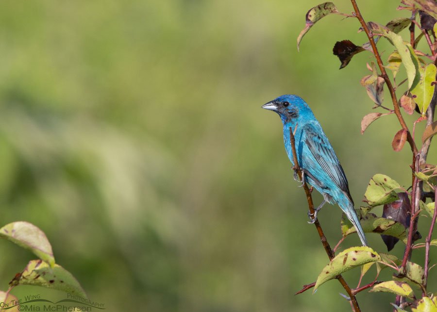 Indigo Bunting male at Sequoyah National Wildlife Refuge, Oklahoma