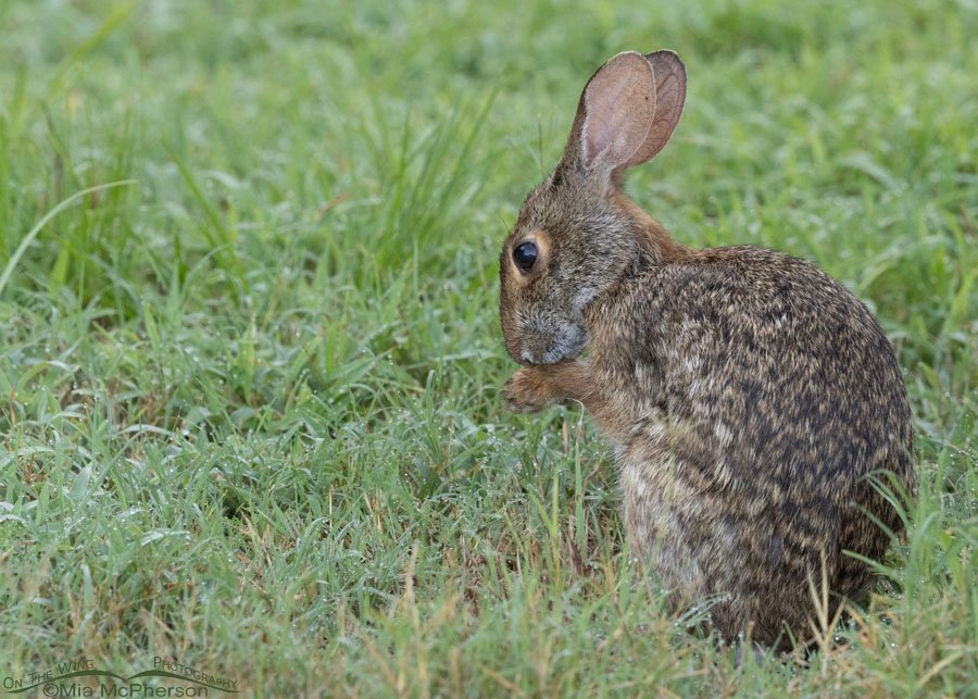 Grooming Swamp Rabbit at Sequoyah National Wildlife Refuge, Oklahoma