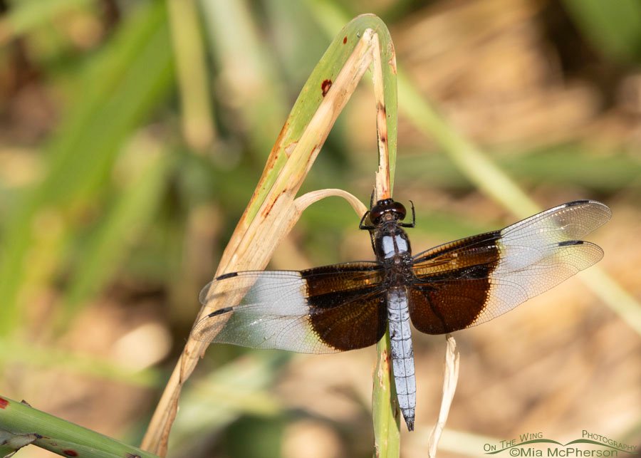 Male Widow Skimmer at Sequoyah National Wildlife Refuge, Oklahoma