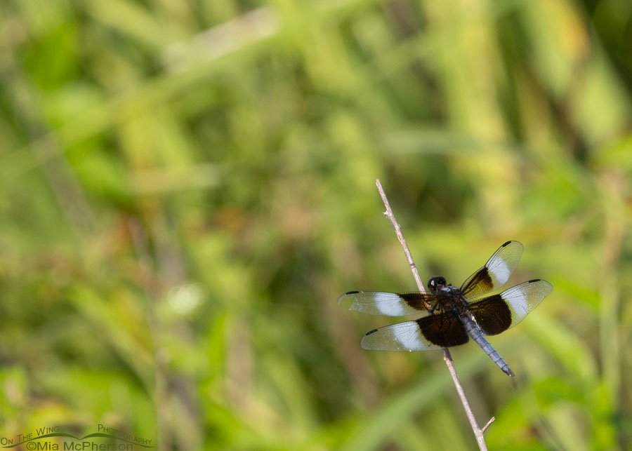Resting Widow Skimmer male in Oklahoma, Sequoyah National Wildlife Refuge