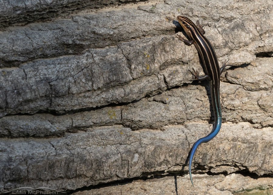 Common Five-lined Skink on a fallen log at Sequoyah National Wildlife Refuge - Horizontal presentation, Oklahoma