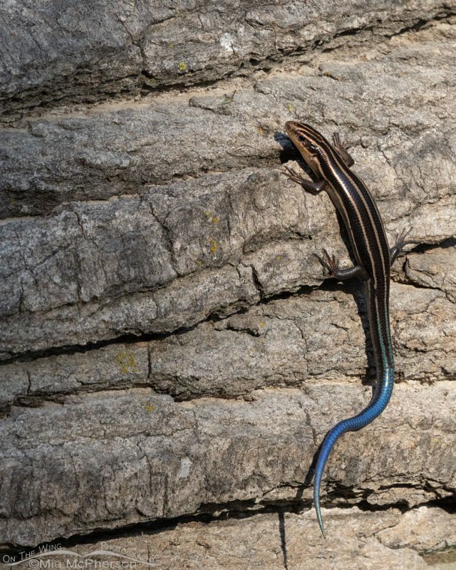 Common Five-lined Skink on a fallen log at Sequoyah National Wildlife Refuge - Vertical presentation, Oklahoma
