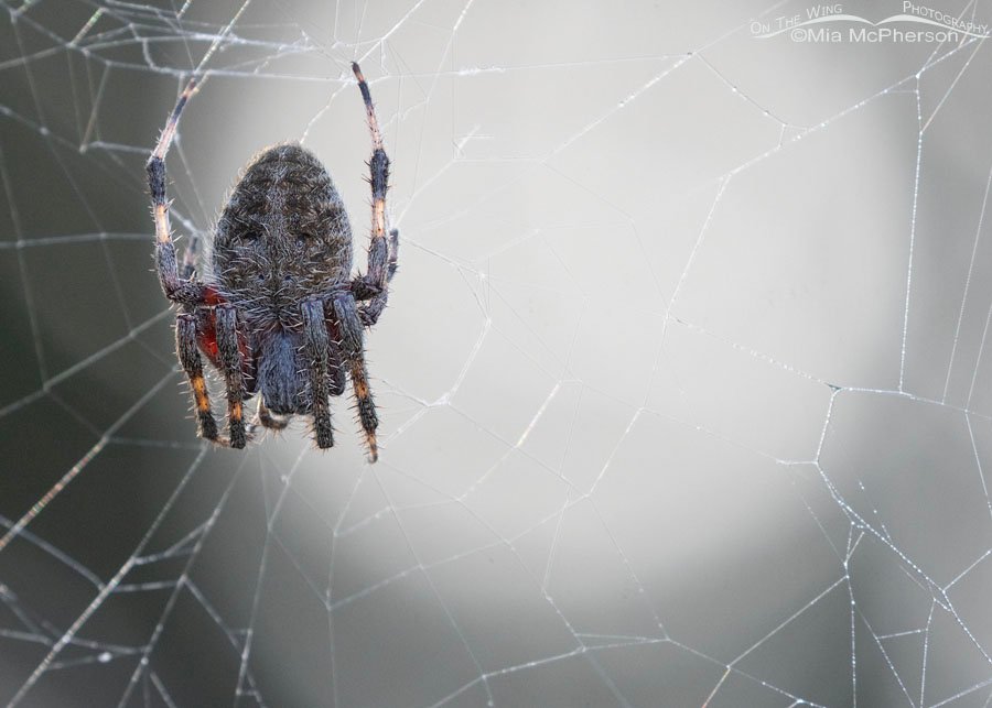 Spotted Orbweaver in front of a natural spotlight, Sebastian County, Arkansas