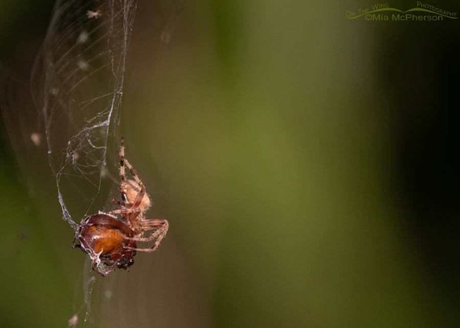Spotted Orbweaver with beetle prey, Sequoyah National Wildlife Refuge, Oklahoma