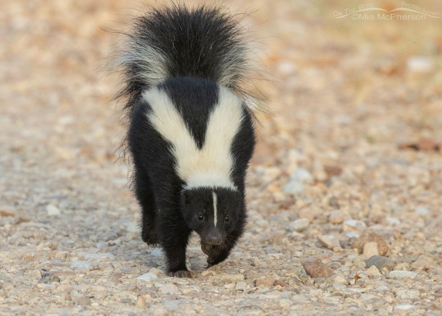 Striped Skunk walking on Sally Jones Causeway, Sequoyah National Wildlife Refuge, Oklahoma