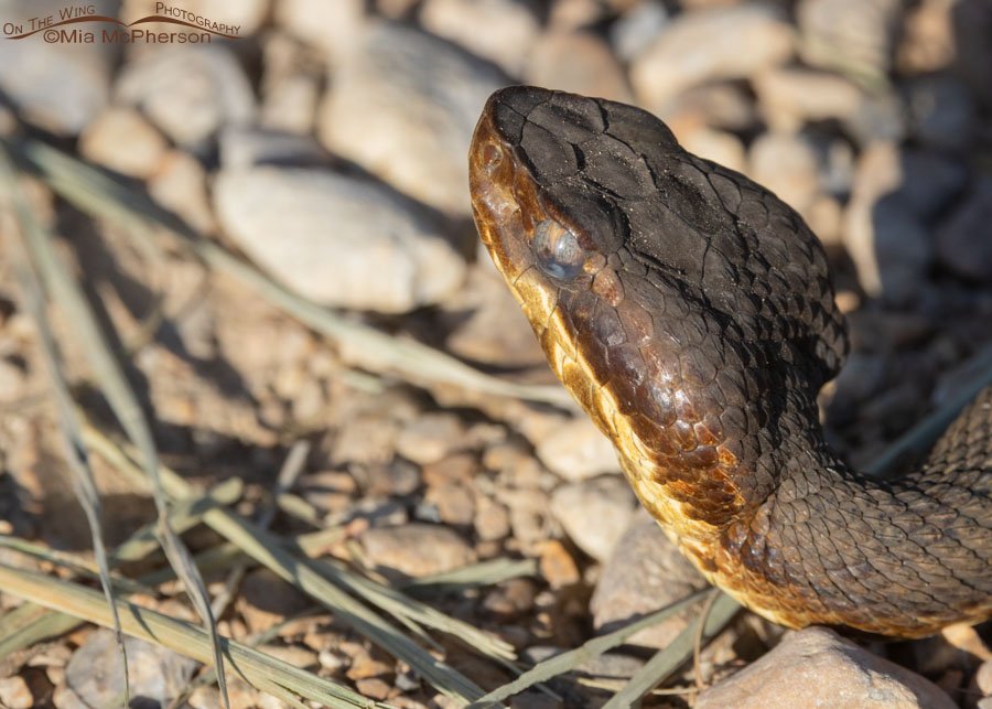 Water Moccasin aka Northern Cottonmouth close up at Sequoyah National Wildlife Refuge, Oklahoma