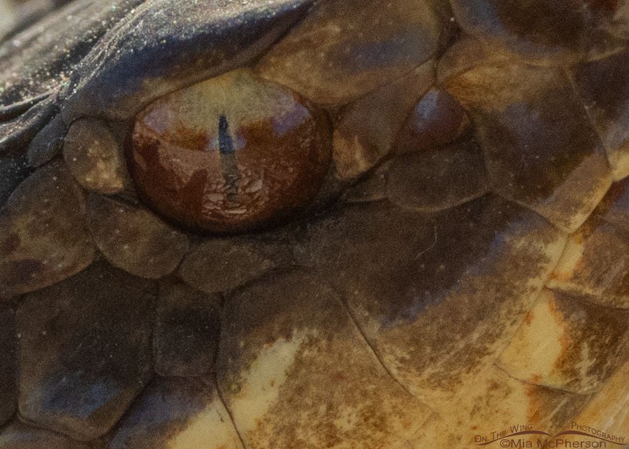 Water Moccasin eye close up, Sequoyah National Wildlife Refuge, Oklahoma