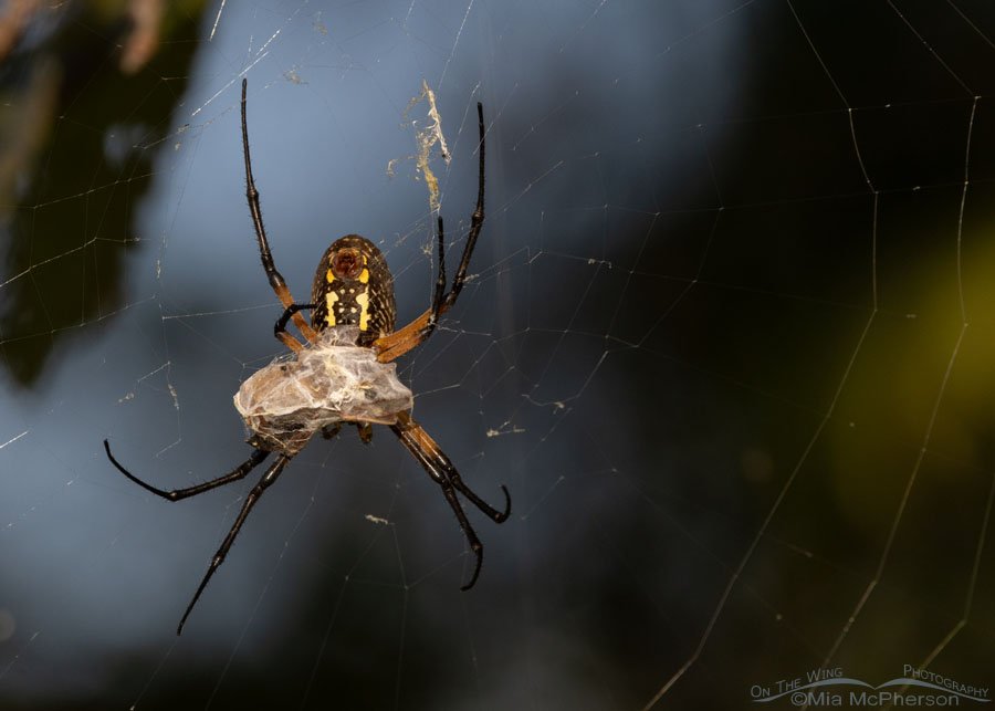 Yellow Garden Spider with prey at Sequoyah National Wildlife Refuge, Oklahoma